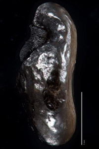 Nutlet lateral view, UC193855