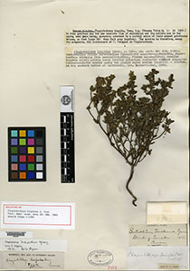 Sonnea hispida Holotype  GH00061967