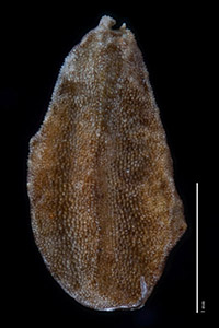 Dorsal View of nutlet of UC1731379