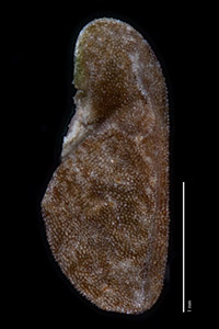 Side view of nutlet of UC1731379