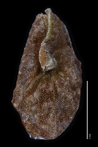 Ventral view of nutlet of UC1731379