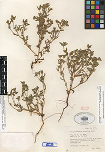 Herbarium sheet of SDSU05442