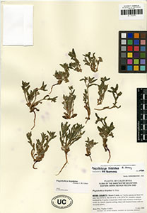 Herbarium Sheet of UC1731379